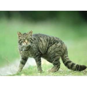  Scottish Wildcat, Felis Sylvestris, Male, June Highlands 