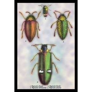   20 x 30 stock. Beetles Buprestis Chrysis B. Sternicornis, et al. #1