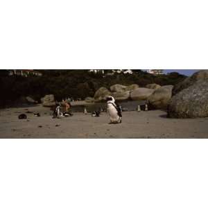  Jackass Penguins on the Beach, Boulder Beach, False Bay 
