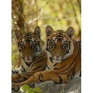 Bengal Tiger, 11 Month Old Juveniles, Madhya Pradesh, India Premium 