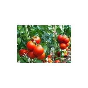  Todds Seeds   Rutgers VF Tomato Seed   250mg Seed Packet 