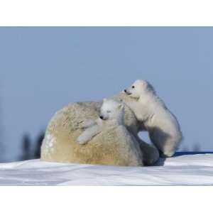 Polar Bear with Cubs, (Ursus Maritimus), Churchill, Manitoba, Canada 