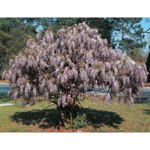  2   Wisteria sinensis Patio, Lawn & Garden