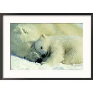  Polar Bear, Ursus Maritimus with 2 3 Month Old Cub 