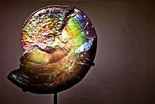 Iridescent ancient ammonite fossil on display at the American Museum 