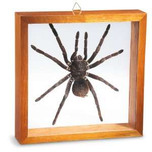  Tarantula Shadowbox