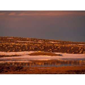  Caribou Migrating to their Breeding Grounds on Baffin 