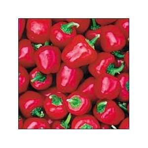  Mini Red Bell Pepper Seeds 10+ Miniature Red Belle Peppers 