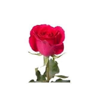  Hot Lady Hot Pink Rose 20 Long   100 Stems Arts, Crafts 