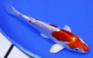 KIKUSUI Standard Fin Live Koi fish pond garden NDK  