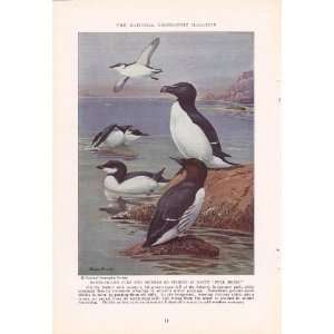   Auks & Murres   Allan Brooks Vintage Bird Print 