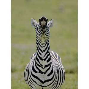  Male Burchells Zebra Exhibits Flehmen Display to Sense 