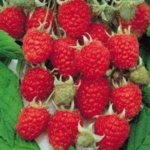  Himbo Top Raspberry Seed Pack Patio, Lawn & Garden