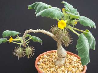 Uncarina roesliana @@ exotic rare flowering caudex rare succulents 