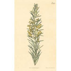   Botanical Engraving of the Flax   Leaved Acacia