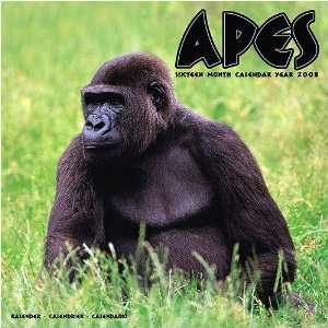  Apes 2008 Wall Calendar