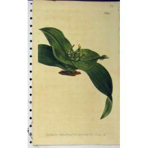   1803 Hand Coloured Curtis Flower N.641 Edwards Sansom