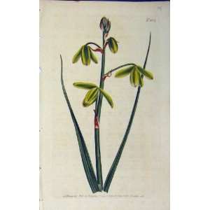   1805 Hand Coloured Flower Curtis Edwards Sansom N.804