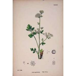  Wild Celery Flower Plant Food Colour Antique Print