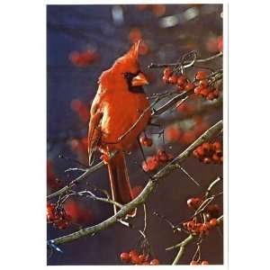  Male Cardinal   Card for Collectors 