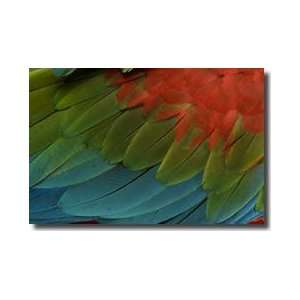  Greenwinged Macaw Giclee Print