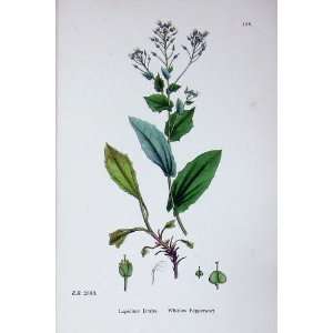  Botany Plants C1902 Whitlow Pepperwort Lepidium Draba 