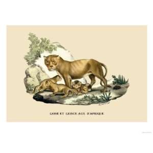  Lion et Lionne dAfrique Giclee Poster Print by E.f. Noel 