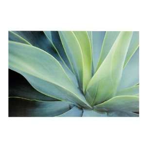  Agave Cactus   Nature Poster (Size 36 x 24)