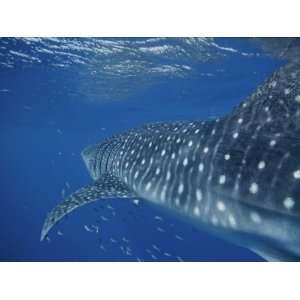  A School of Fish and a Whale Shark off the Coast of 