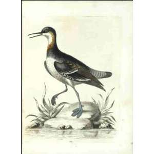  Reprint Coot footed Tringa 1802