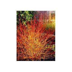  Cornus sanguinea Midwinter Fire   Dogwood, Redtwig 