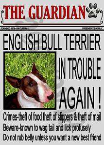 ENGLISH BULL TERRIER NOVELTY DOG SIGN (FRONT PAGE)  