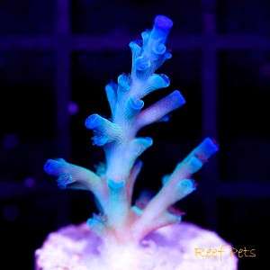   Pets* Ice Fire Echinata Acropora Acro SPS *Live Reef Coral*  