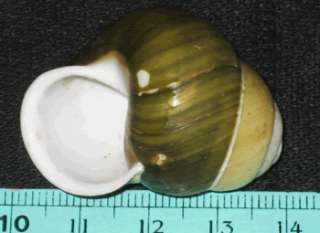 38 mm Beautiful Colour Base Green Land Snail Shell  