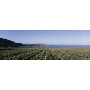  Pineapple Field on a Landscape, Kapalua, Maui, Hawaii, USA 