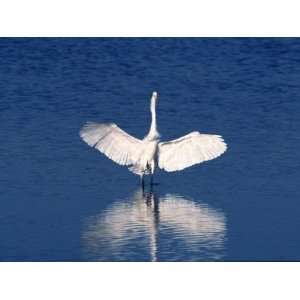  Great Egret Standing in Water with Wings Spread, Ding 