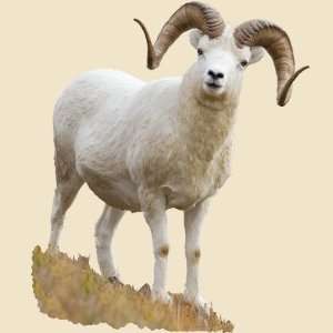 Standing Dall Sheep Indoor Wall Graphic