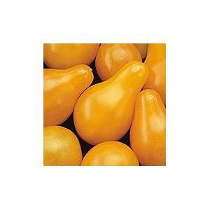  Yellow Pear Cherry Tomato   Pack 