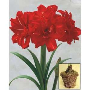  Amaryllis Red Peacock in a Cherry Swirl Pot Patio, Lawn 