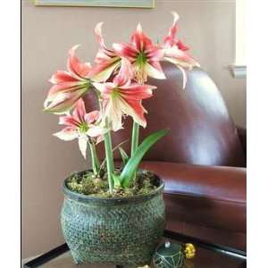  Amaryllis Grandeur Trio in Wild Horses Basket Patio, Lawn 