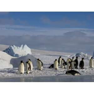 Emperor Penguins (Aptenodytes Forsteri), Snow Hill Island, Weddell Sea 