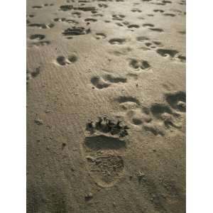 Grizzly Bear and Caribou Tracks, Firth River, Yukon Territory 