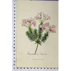 Bryanthus Erectus Flower C1853 Horto Houtteano Print
