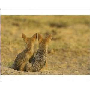  Black backed Jackal   2 puppies at the entrance of their 