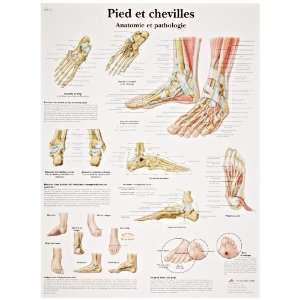   Anatomical Chart (Foot and Ankle Anatomy and Pathology Chart, French