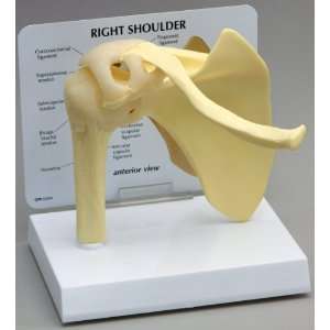 Shoulder Joint Anatomical Model  Industrial & Scientific