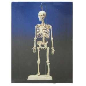  14 Tall Plastic Anatomically Correct, Human Skeleton 
