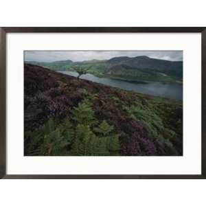  Lake District view from a hillside blanketed in heather 