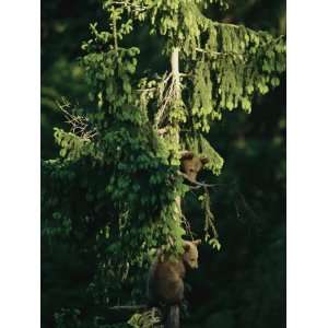 Brown Bear Cubs in Tree, Bayerischer Wald National Park, Germany 