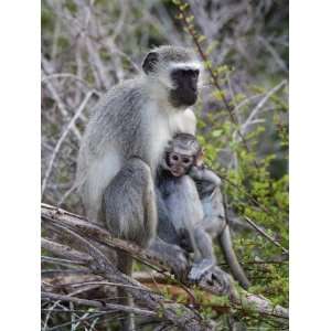  Vervet Monkey (Cercopithecus Aethiops), with Baby, Kruger 